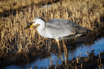 Portrait of a big gray heron in the profile made at sunset.