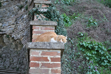 Domestic Cat mammal animal