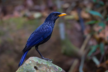 Close up portrait of Whistling thrush (Myophonus caeruleus)
