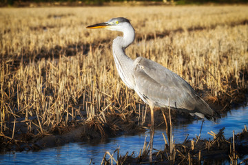 Portrait of a big gray heron in the profile made at sunset.