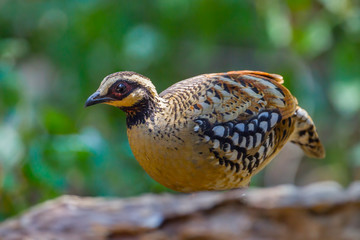 lose up of Bar-backed Partridge ( Arborophila brunneopectus )