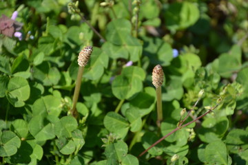 ツクシ（スギナ）