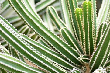 Fototapeta premium Cactus planted in a botanical garden.