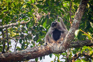 Pileated gibbon( Hylobates pileatus) on the tree 