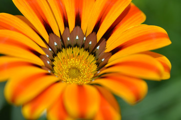 Beautiful flower in a meadow
