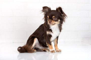 chihuahua dog sitting by the brick wall