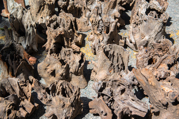 The root of the tree 