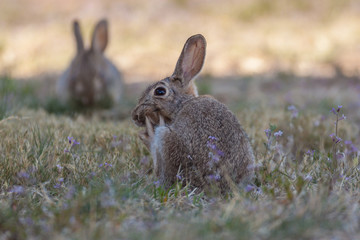 Cottontail Rabbit Scratching