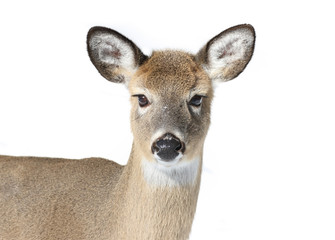 Fototapeta premium portrait de cerf