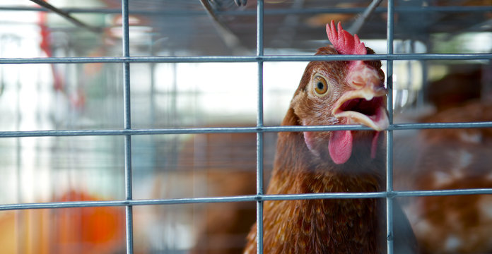 Chicken In The Cages For Sell In The Market. Torture Animals. Domestic Animal Businesses For Food. Close Up..