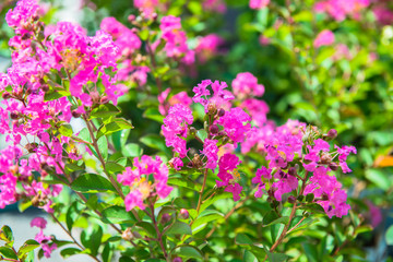 Obraz premium Small herb and flower garden 