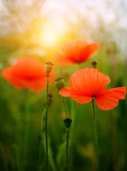 Fototapeta premium wild poppy flower on field