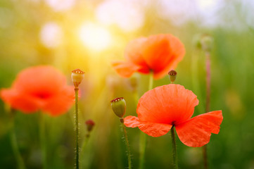 wild poppy flower on field