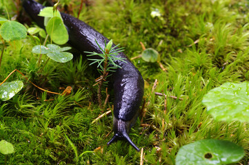 slug in forest
