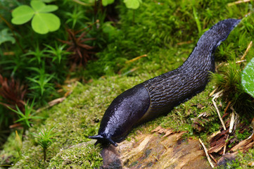 slug in forest