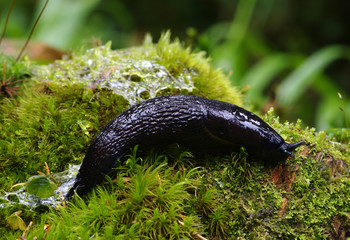 slug in forest