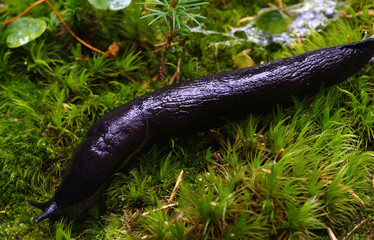 slug in forest