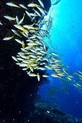 ベンガルスナッパー