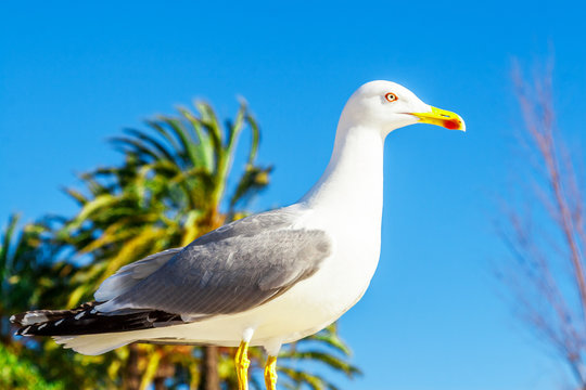 Seagull clouse up on Promenade de la Croisette