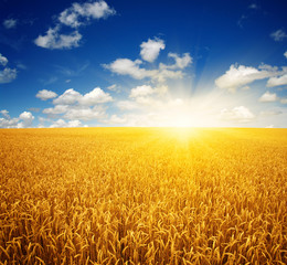Naklejka premium Field of wheat