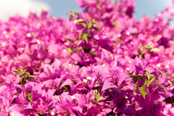 pink bougainvillea flowers and blue sky in summer