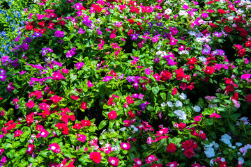 Small herb and flower garden 