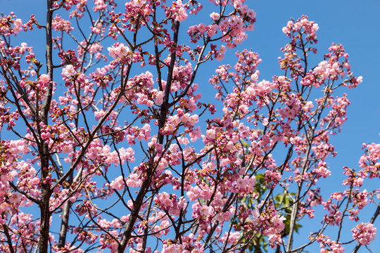 Fototapeta Pink blossom sukura flowers on a spring day in Japan.,