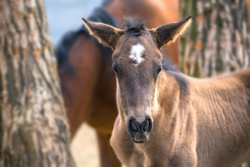 little foal with the funny ears