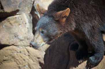 A Portrait of a Young Black Bear