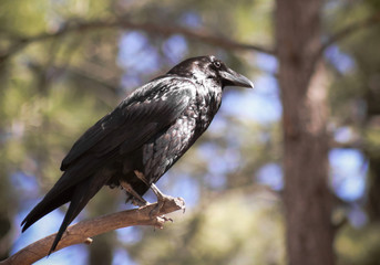 A Raven, Member of the Genus Corvus