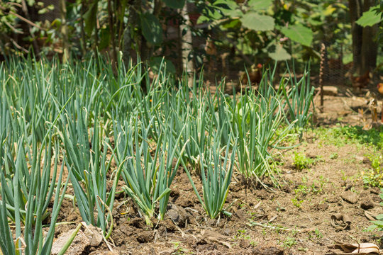 cultivo cebolla larga agricultura colombia