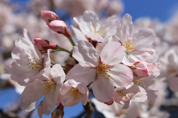 Fototapeta premium Cherry blossom flower tree