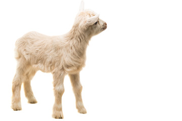 goats little isolated