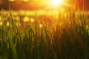 Green grass background