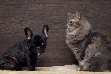 Little scared french bulldog puppy and a large, angry gray cat. Background wooden board. Dog and Cat Relationship