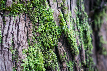 Moss on eucalyptus bark