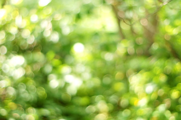 Fototapeta premium summer bokeh