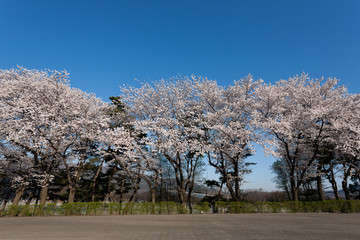 South Korea: Cherry Blossom Trees