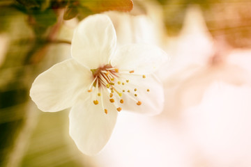 macro pistils of white spring flower