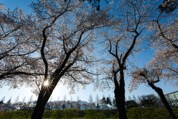 South Korea: Cherry Blossom Trees