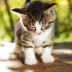 gray kitten