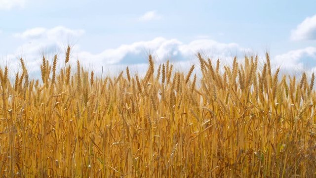 Wheat field. Golden Ears of ripe wheat swaing on the wind in the evening. Kherson region before war 2022, Ukraine