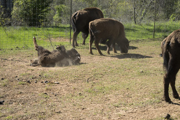American Bison, or Buffalo, calf rolling in the dirt