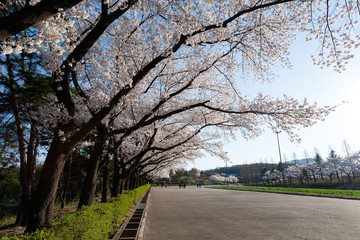 South Korea: Cherry Blossom Trees