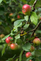 red apples