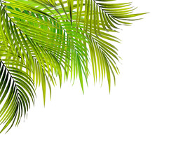 Obraz premium leaves of palm tree on white background