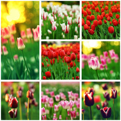 collection of tulips