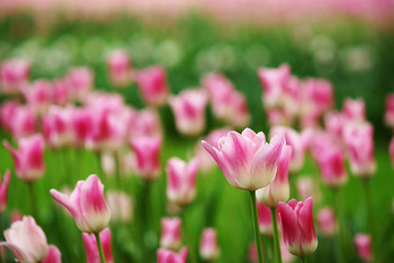 Obraz premium pink tulips