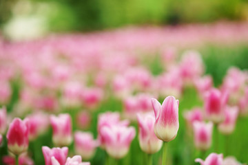 Obraz premium pink tulips