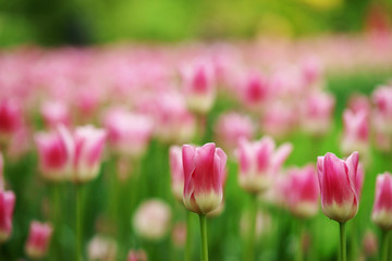 Obraz premium pink tulips